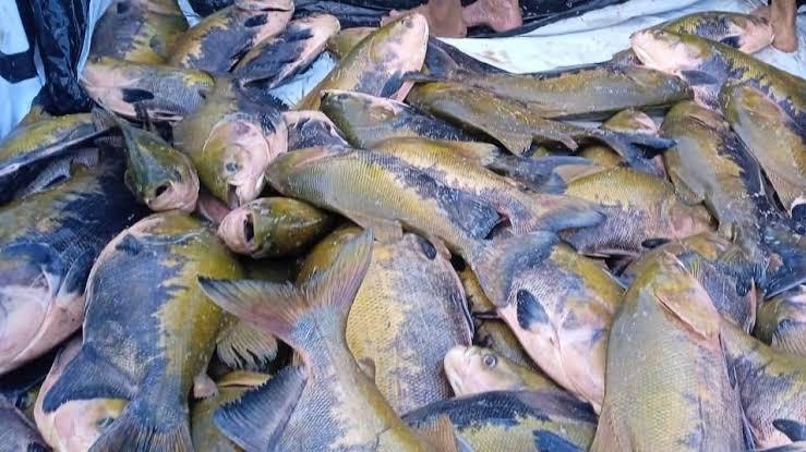 mais-de-20-mil-consumidores-sao-esperados-na-feira-do-peixe,-que-inicia-semana-que-vem