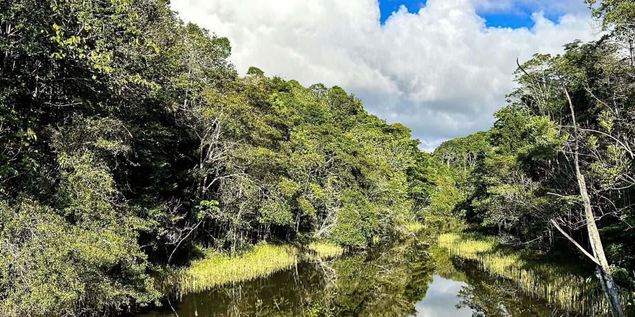 plataforma-identifica-areas-prioritarias-para-restauracao-florestal