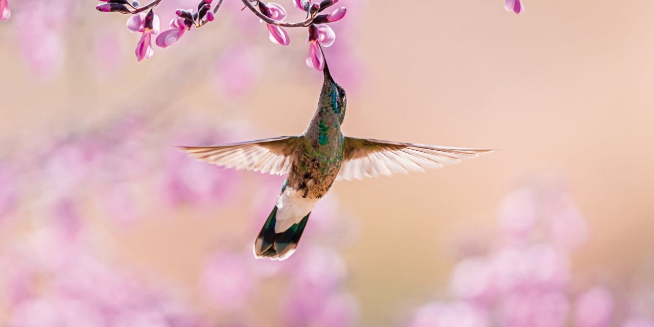 aves-beijoqueiras-estao-ameacadas-no-cerrado,-diz-pesquisador