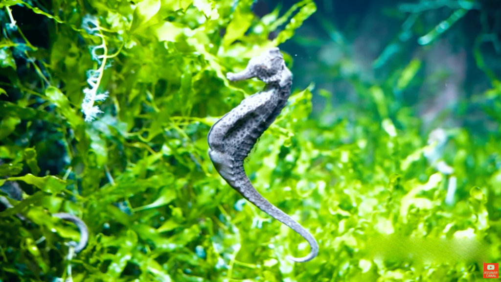 5-animais-machos-que-conseguem-engravidar