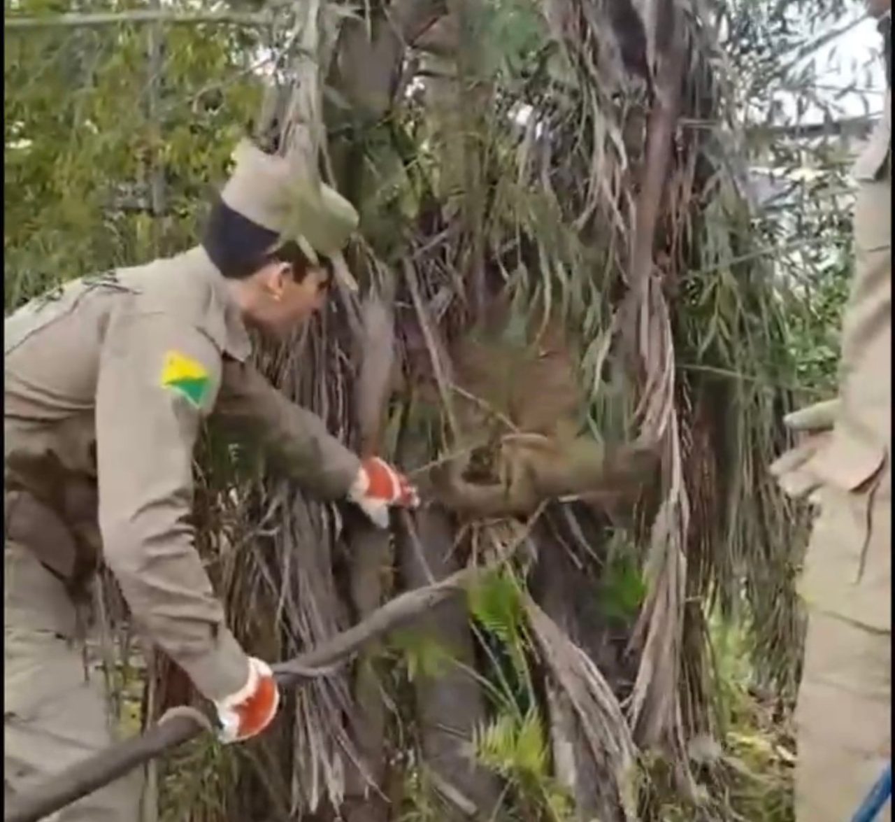 video:-bombeiros-capturam-bicho-preguica-em-area-urbana-de-cidade-do-acre