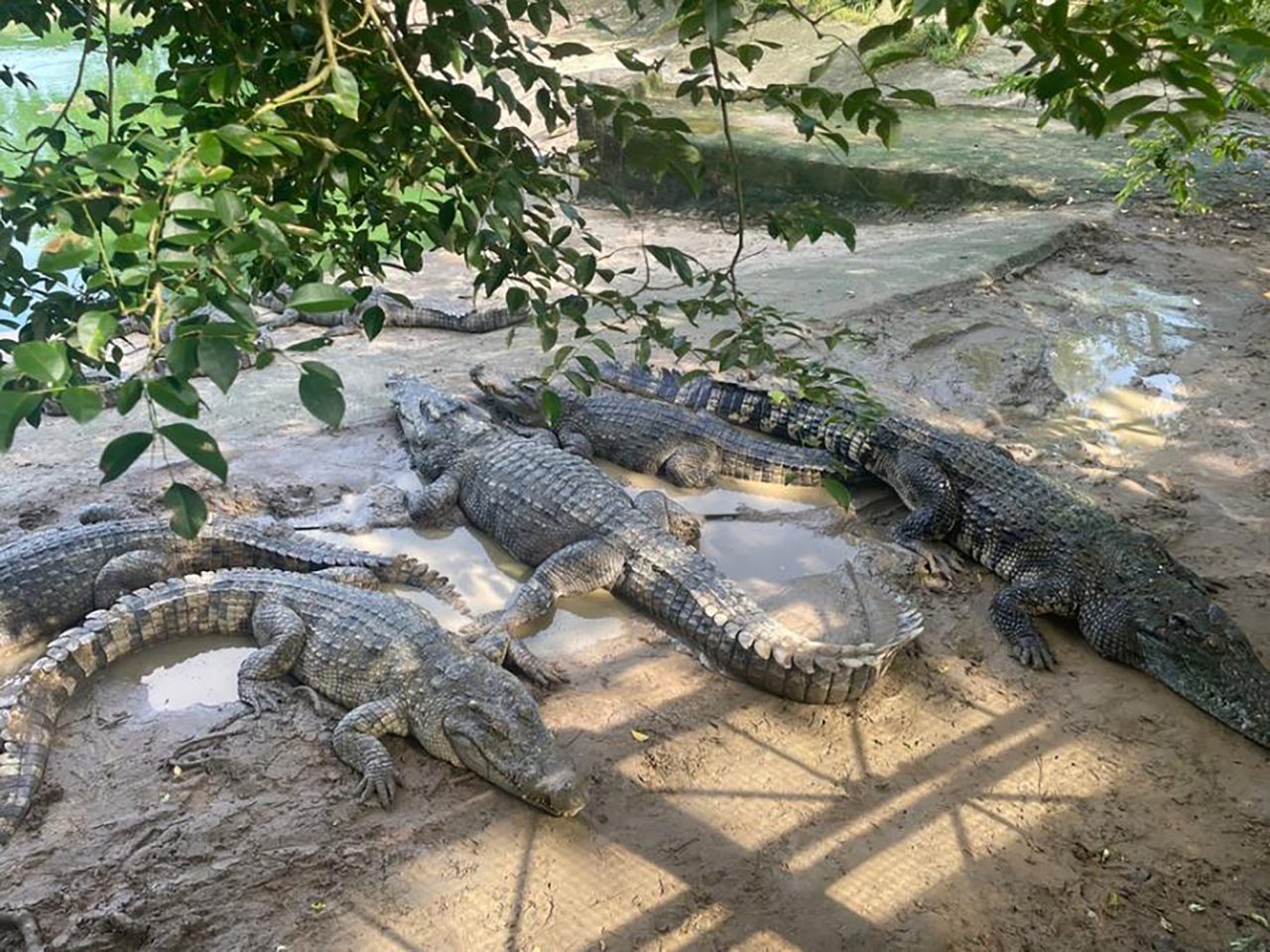 quer-ter-um-crocodilo-em-casa?-china-esta-leiloando-centenas!