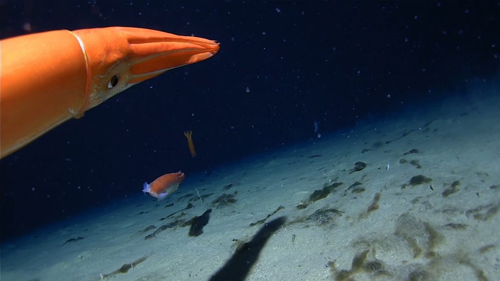 estranhas-lulas-sao-flagradas-nas-aguas-congelantes-da-antartida;-assista