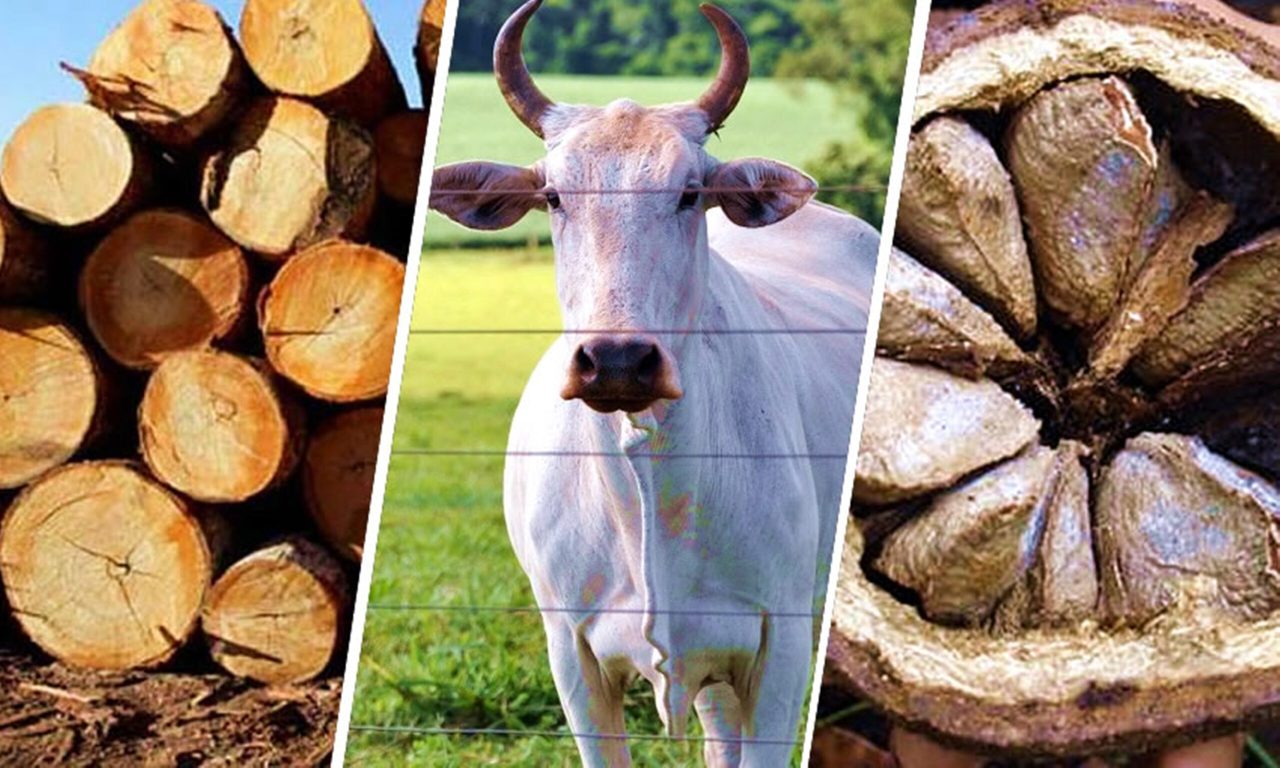 exportacoes-do-acre-crescem-64%-e-ultrapassam-us$-25-milhoes-no-1o-trimestre-de-2025