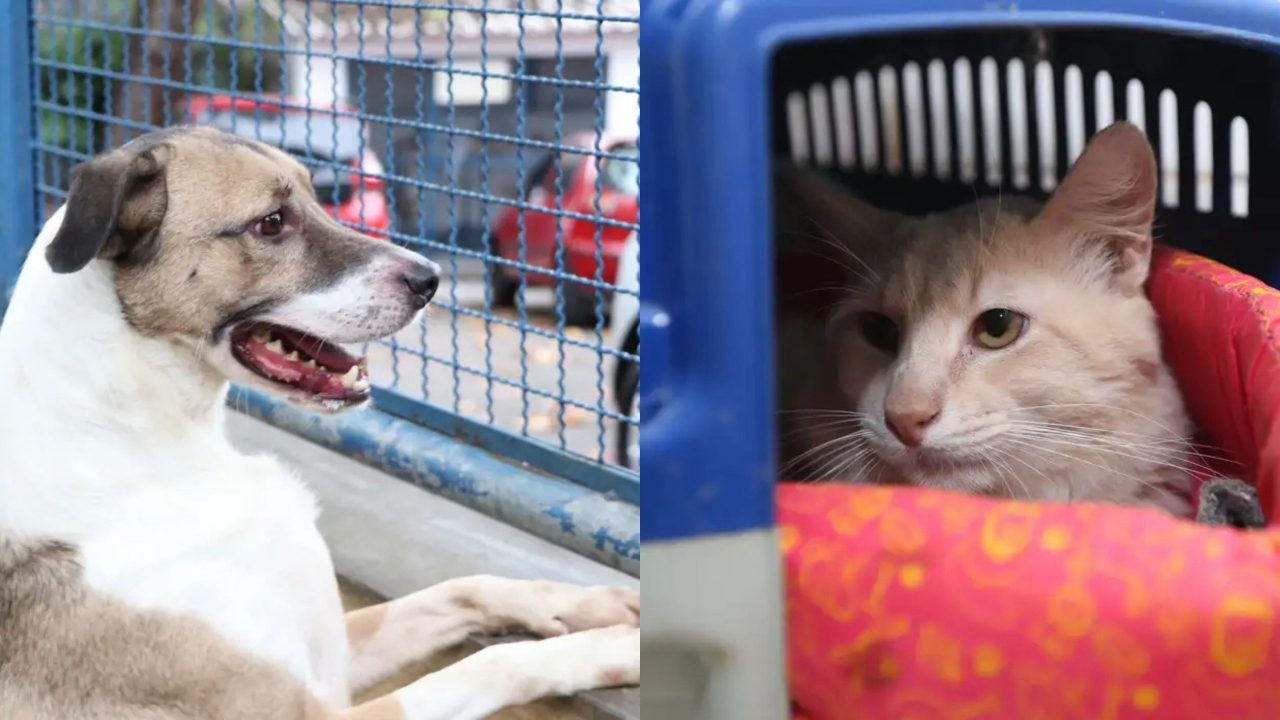 governo-lanca-‘rg-animal’;-saiba-como-vai-funcionar