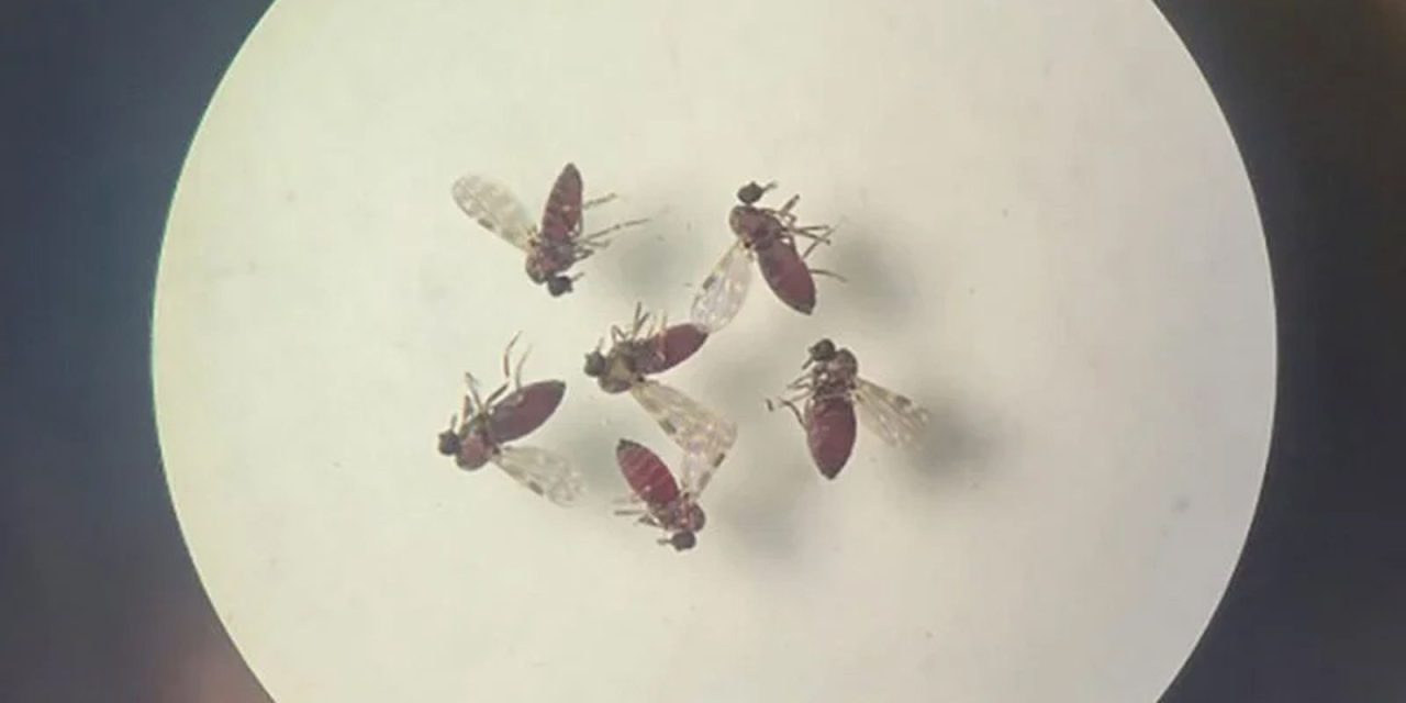 pesquisa-mostra-influencia-de-eventos-climaticos-em-surto-de-oropouche