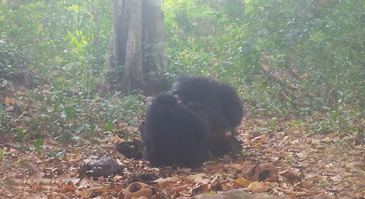 video:-“tomar-umas”-com-os-amigos-pode-ser-um-habito-criado-pelos-macacos