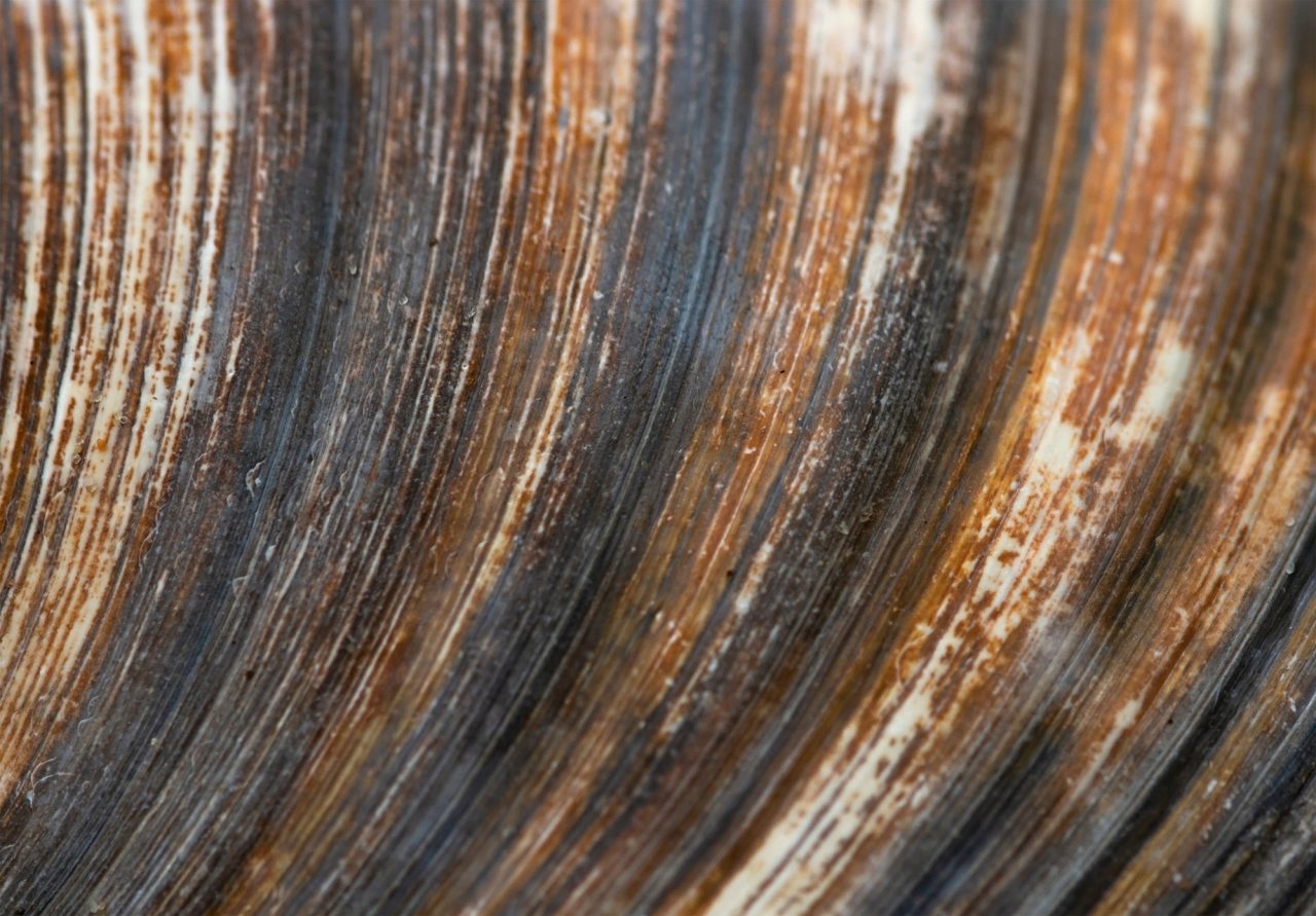 animal-mais-velho-do-mundo-viveu-507-anos-e-teve-morte-controversa