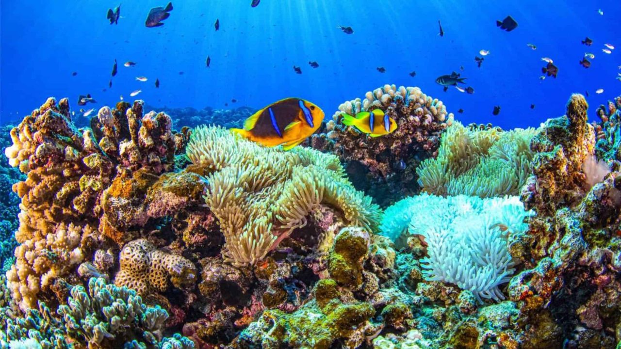 corais-estao-mudando-ao-redor-da-terra-–-e-cientistas-fazem-alerta