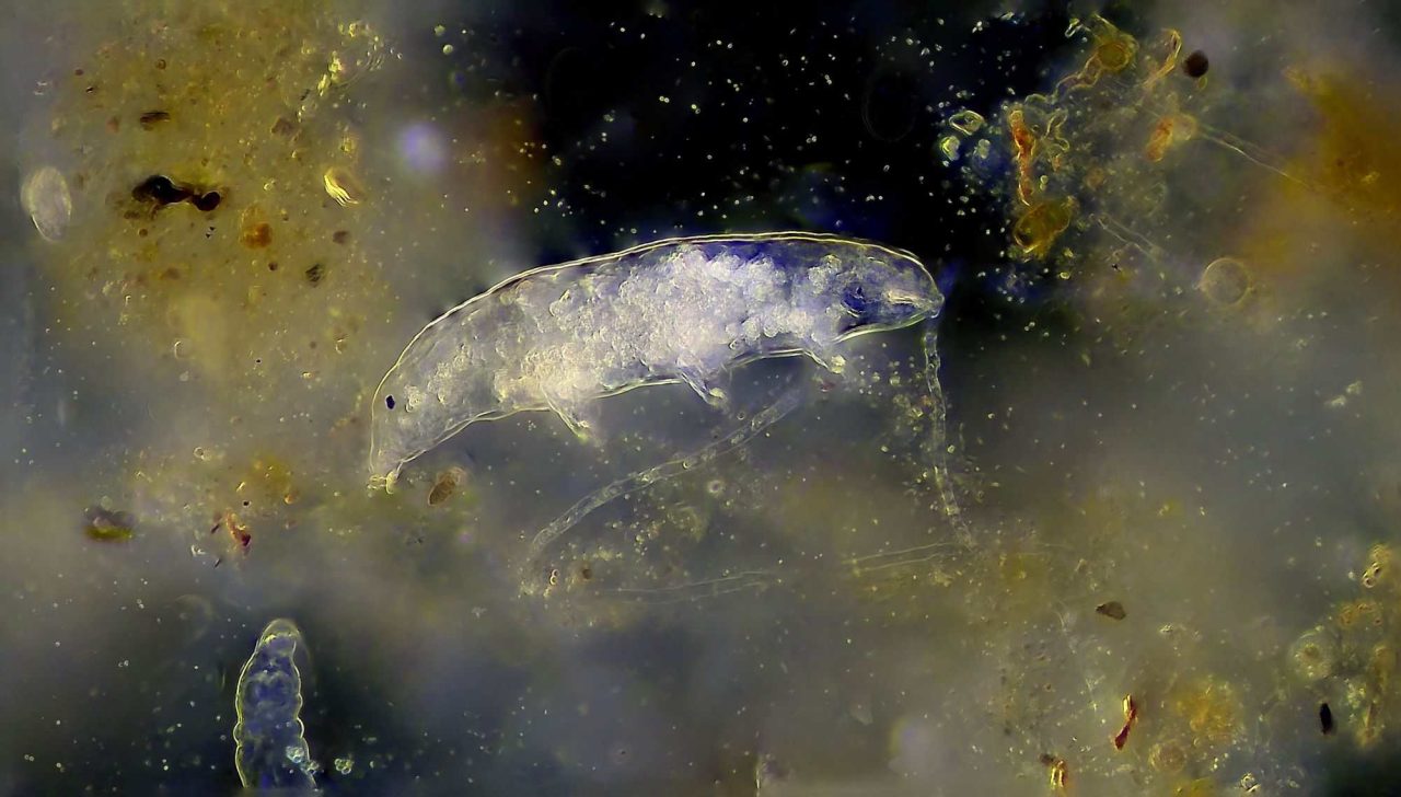 cientistas-estao-‘tatuando’-seres-microscopicos.-por-que?