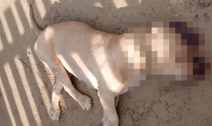 policial-militar-atira-e-mata-cao-da-raca-pitbull-durante-perseguicao-a-criminosos-no-acre