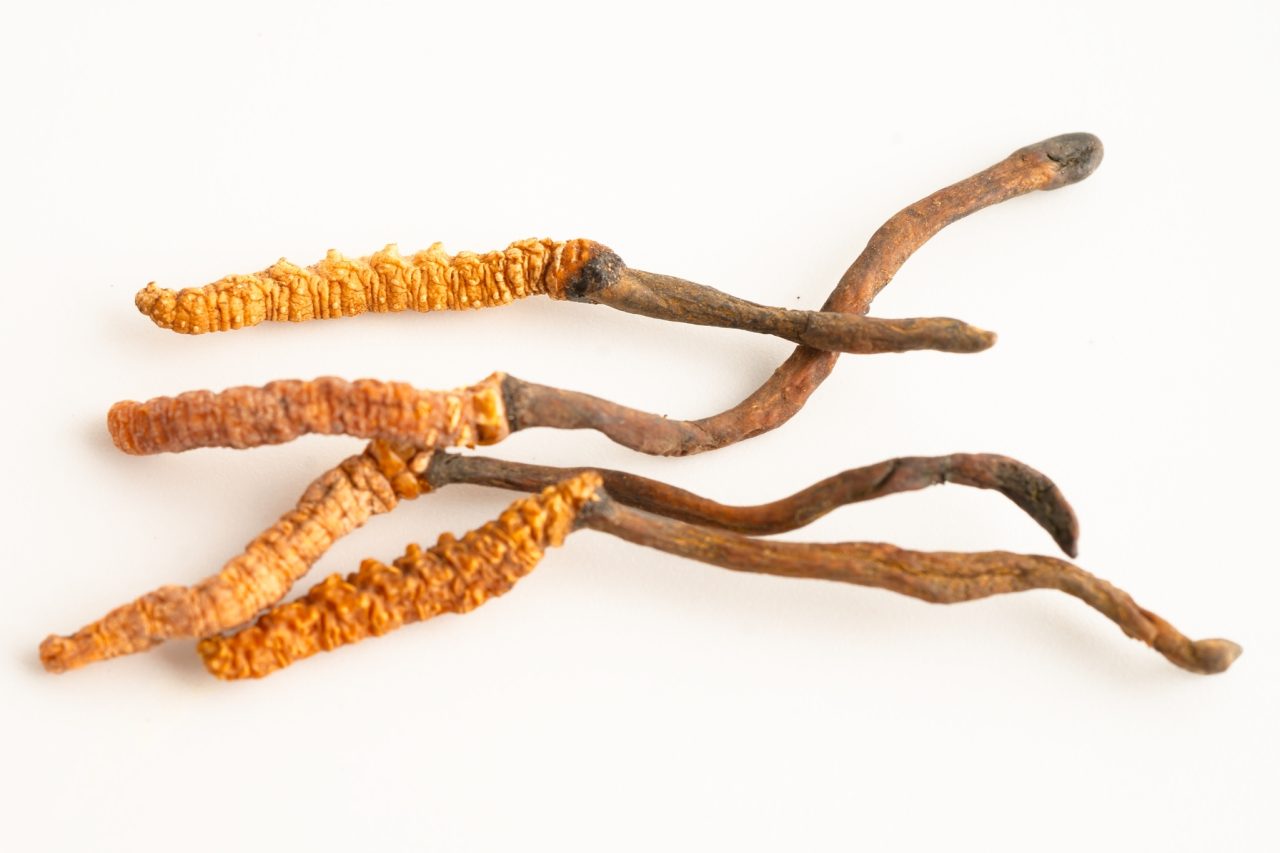 este-fungo-pode-ser-um-aliado-no-combate-ao-cancer