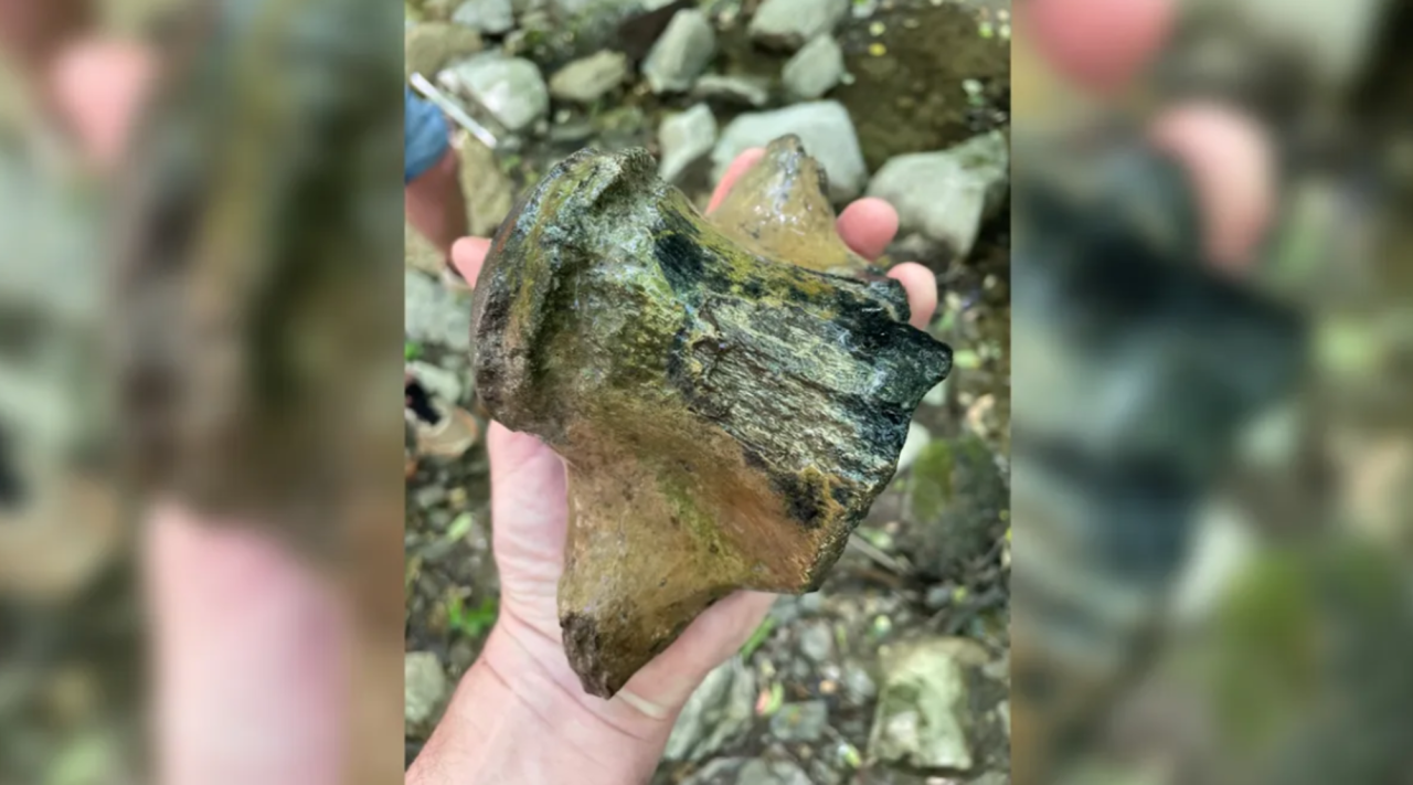 cientistas-encontram-vertebra-de-“dragao-marinho”-de-nove-metros