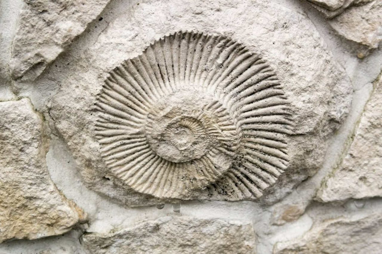 crianca-encontra-fosseis-de-140-milhoes-de-anos-no-jardim