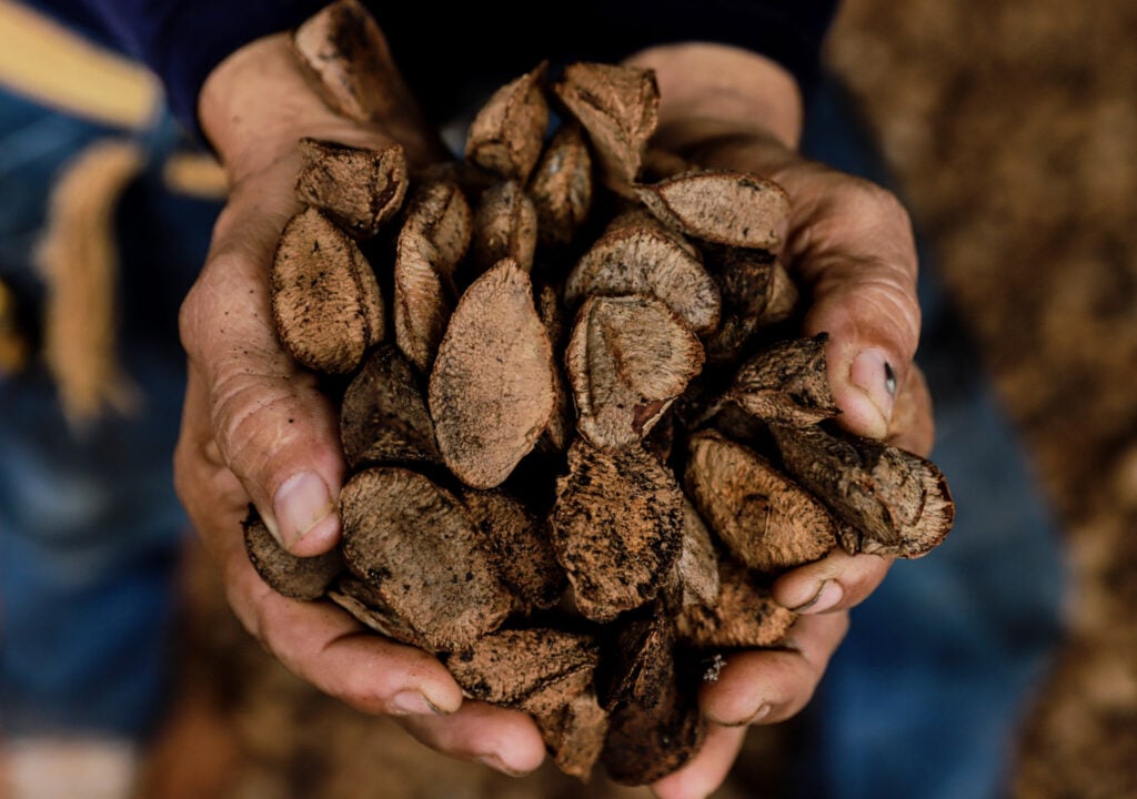 presidente-lula-sanciona-lei-que-torna-sena-madureira-a-capital-da-castanha-do-brasil