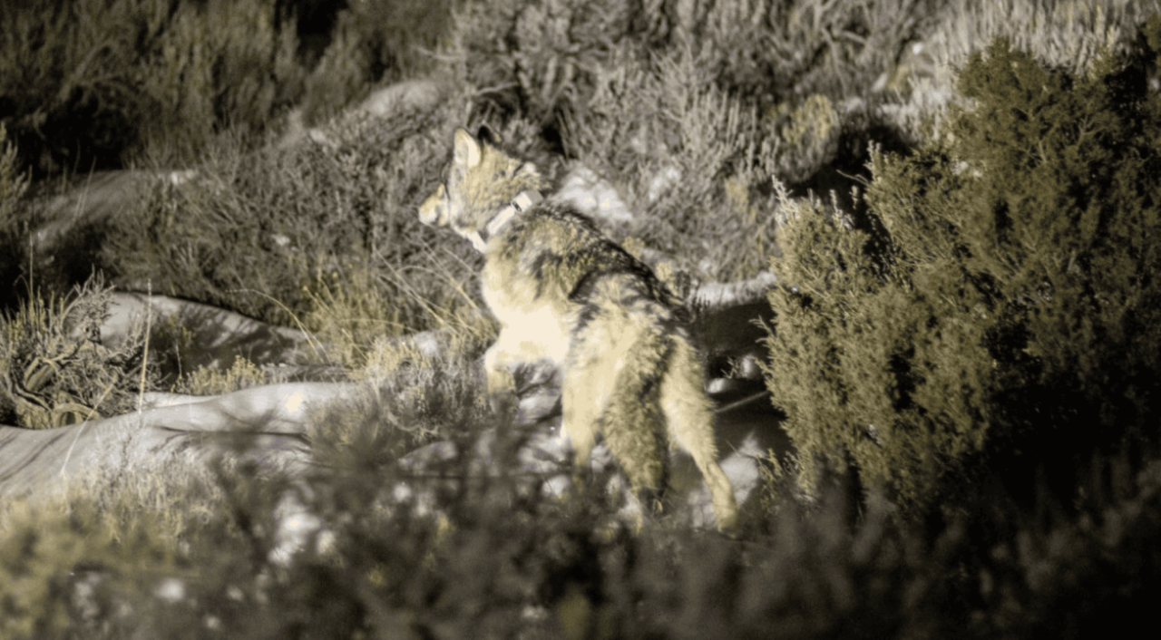 eua:-lobos-reintroduzidos-na-natureza-estao-morrendo;-entenda