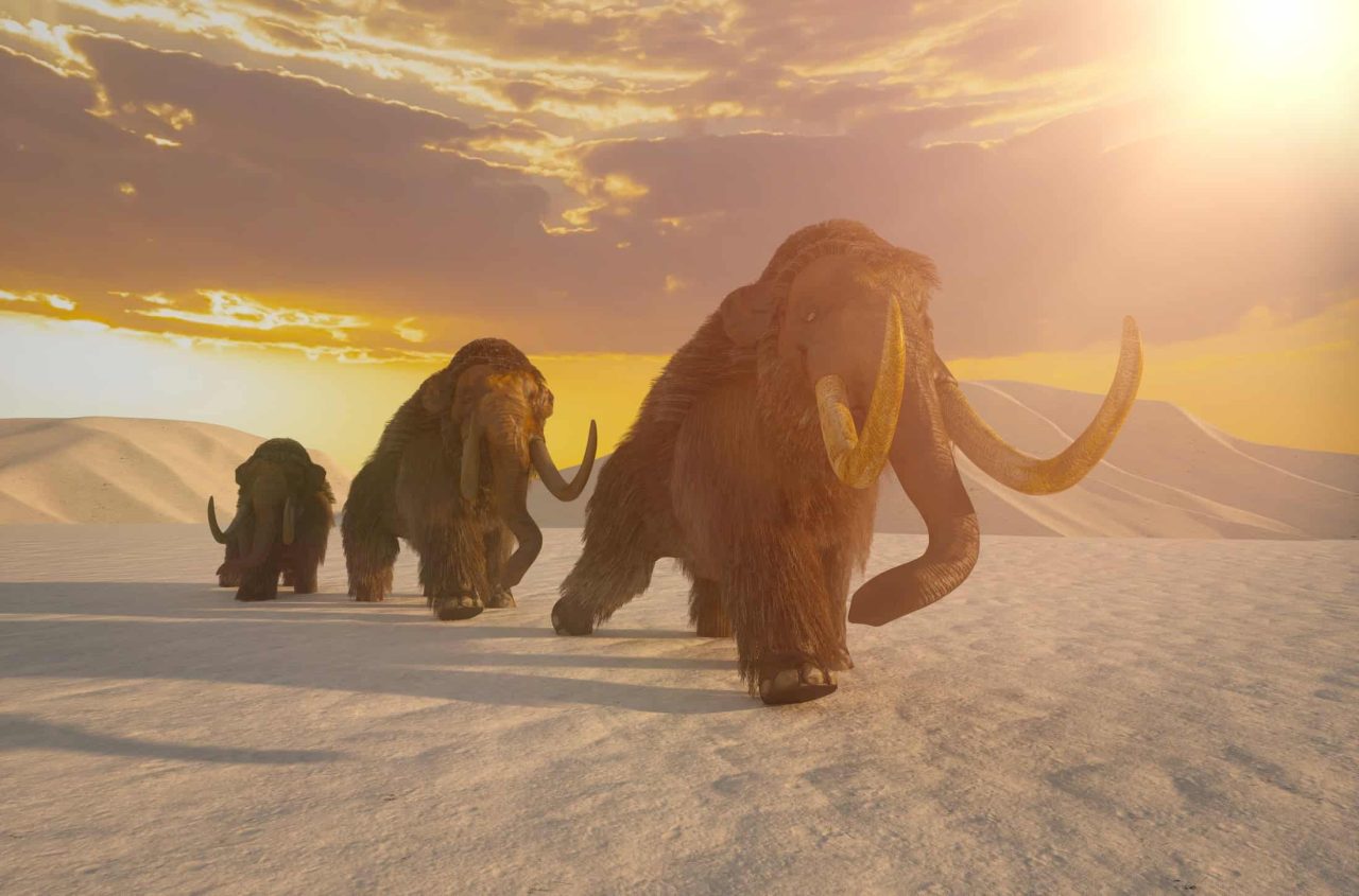 dna-revela-segredos-sobre-a-evolucao-dos-mamutes