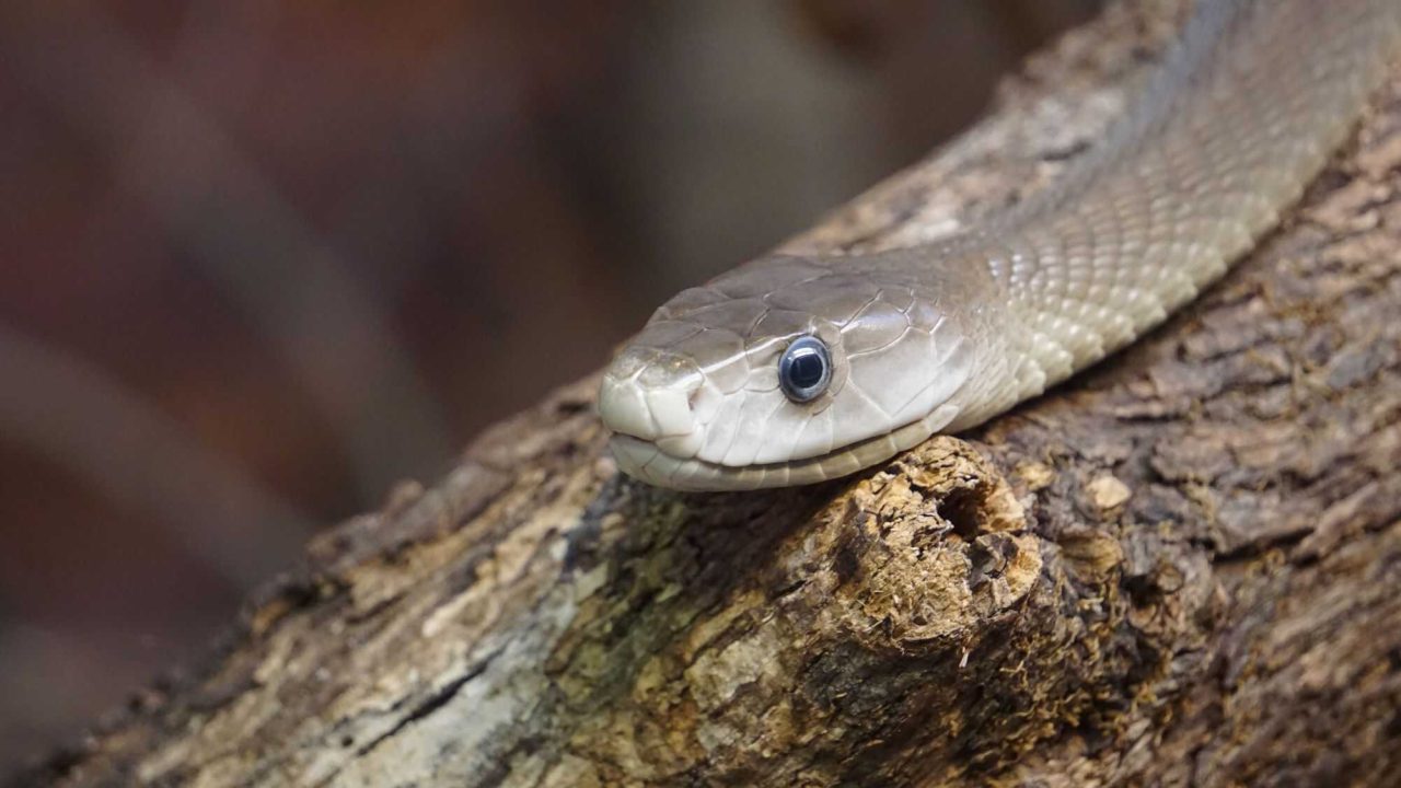 homem-que-se-injetou-veneno-de-cobra-pode-ajudar-a-criar-antidoto-universal