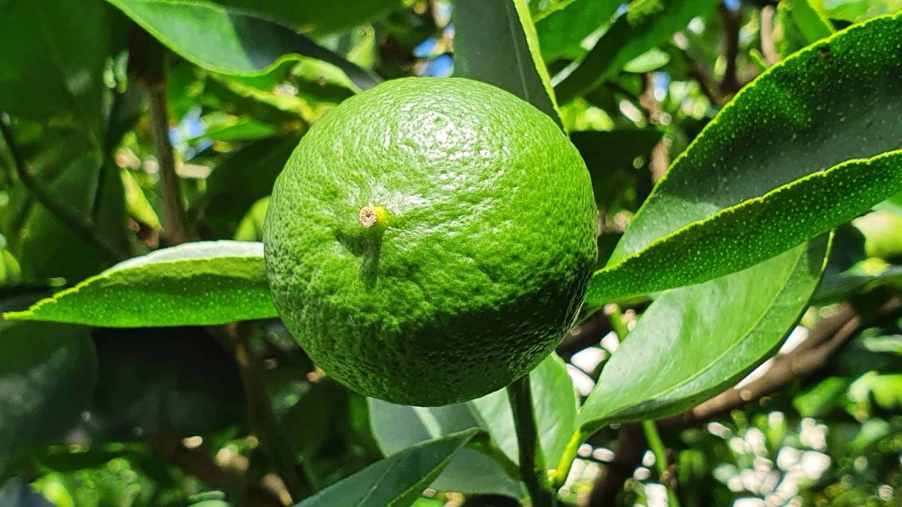 o-limao-e-uma-farsa?-conheca-a-curiosa-historia-dessa-fruta-hibrida