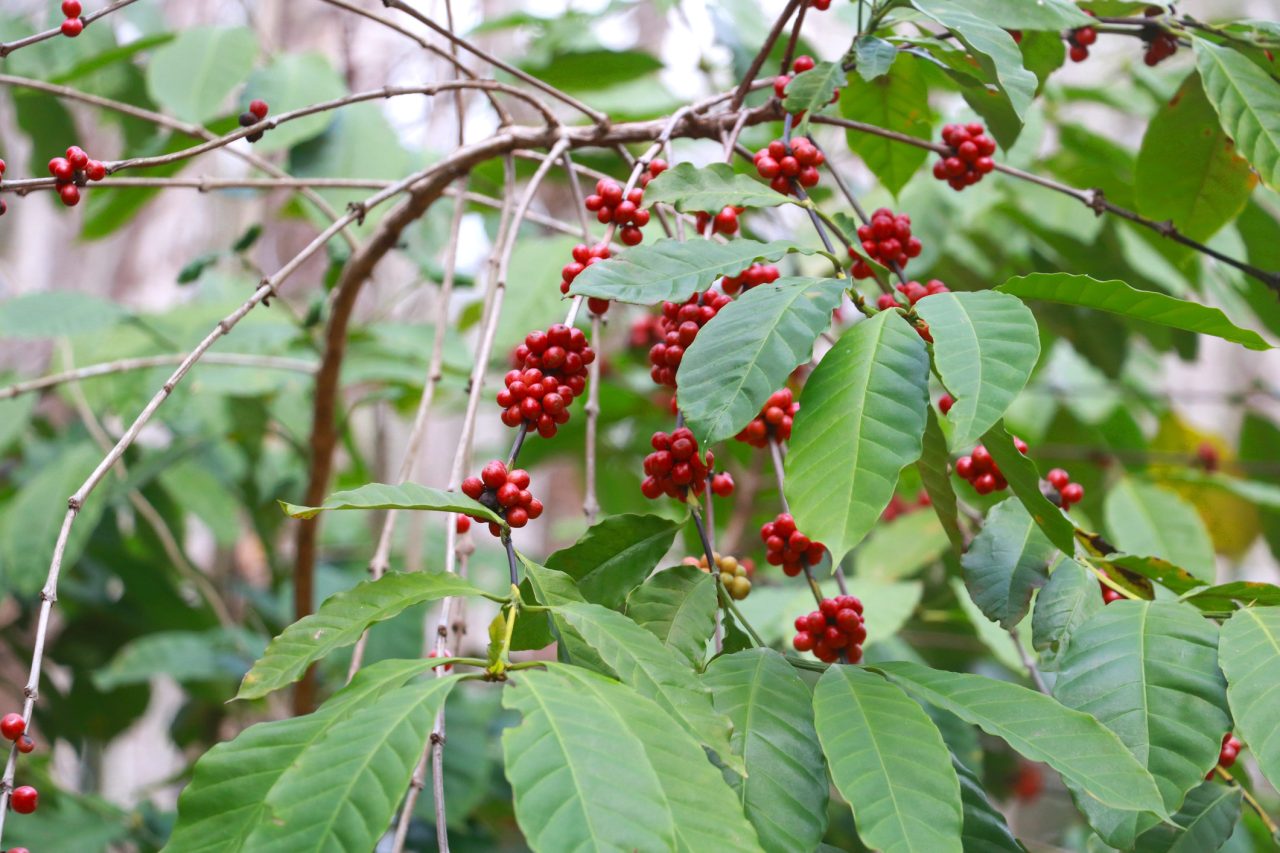 praga-ameca-o-cafe-no-brasil-–-entenda-as-consequencias