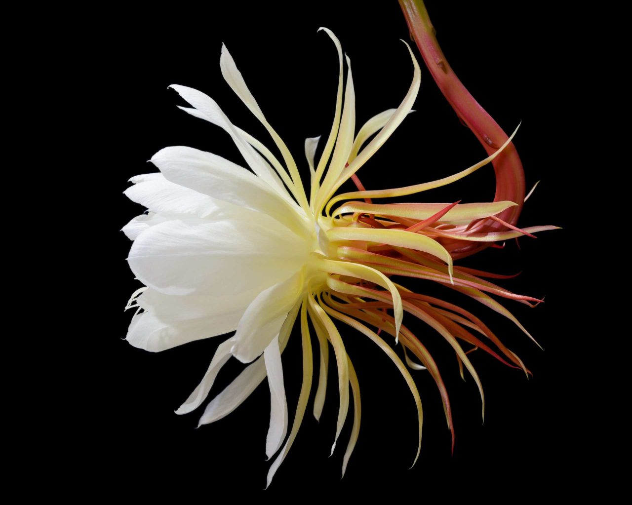 conheca-a-flor-da-lua,-que-floresce-na-amazonia-apenas-uma-noite-no-ano