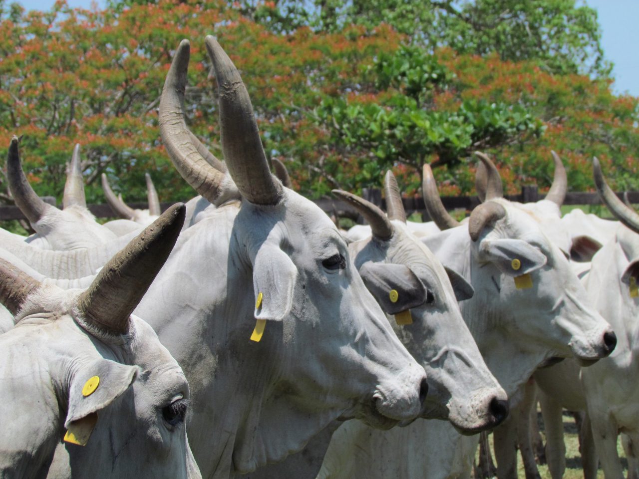 vacas-selvagens-da-ilha-amsterda:-da-adaptacao-ao-exterminio