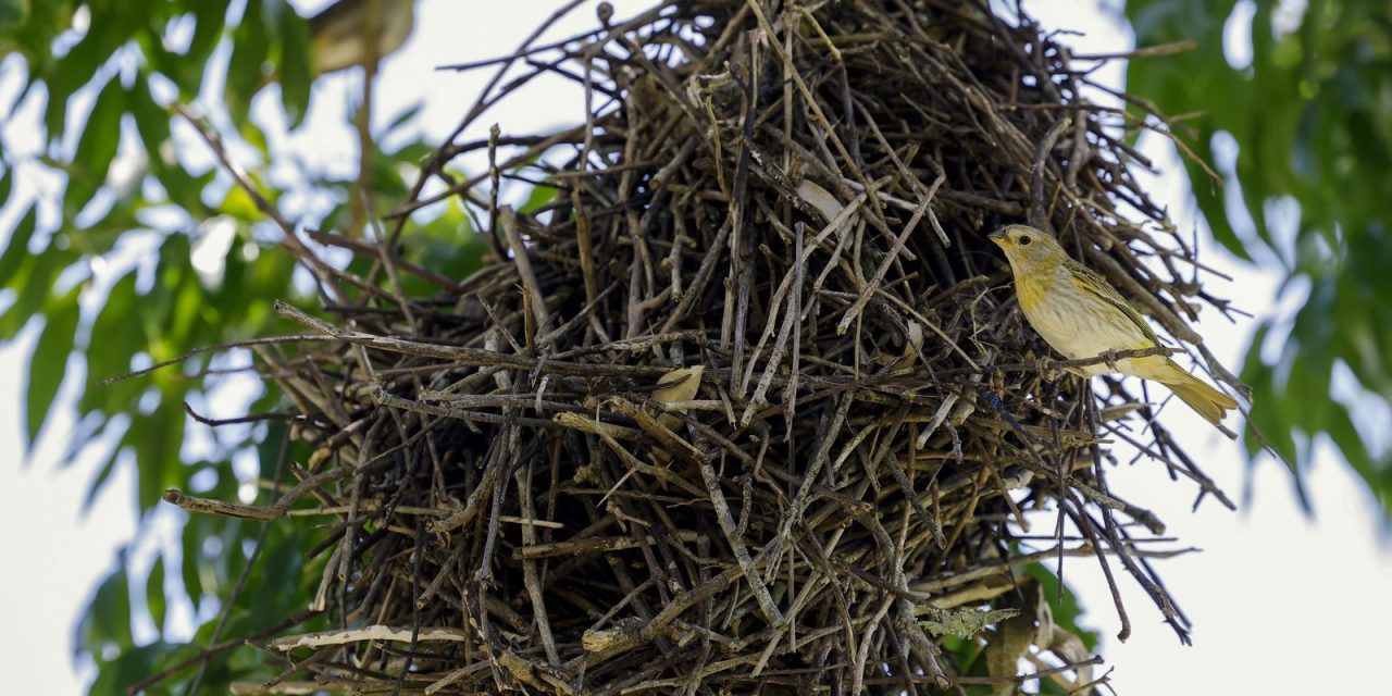 apesar-da-reducao,-desmatamento-ainda-ameaca-futuro-da-mata-atlantica