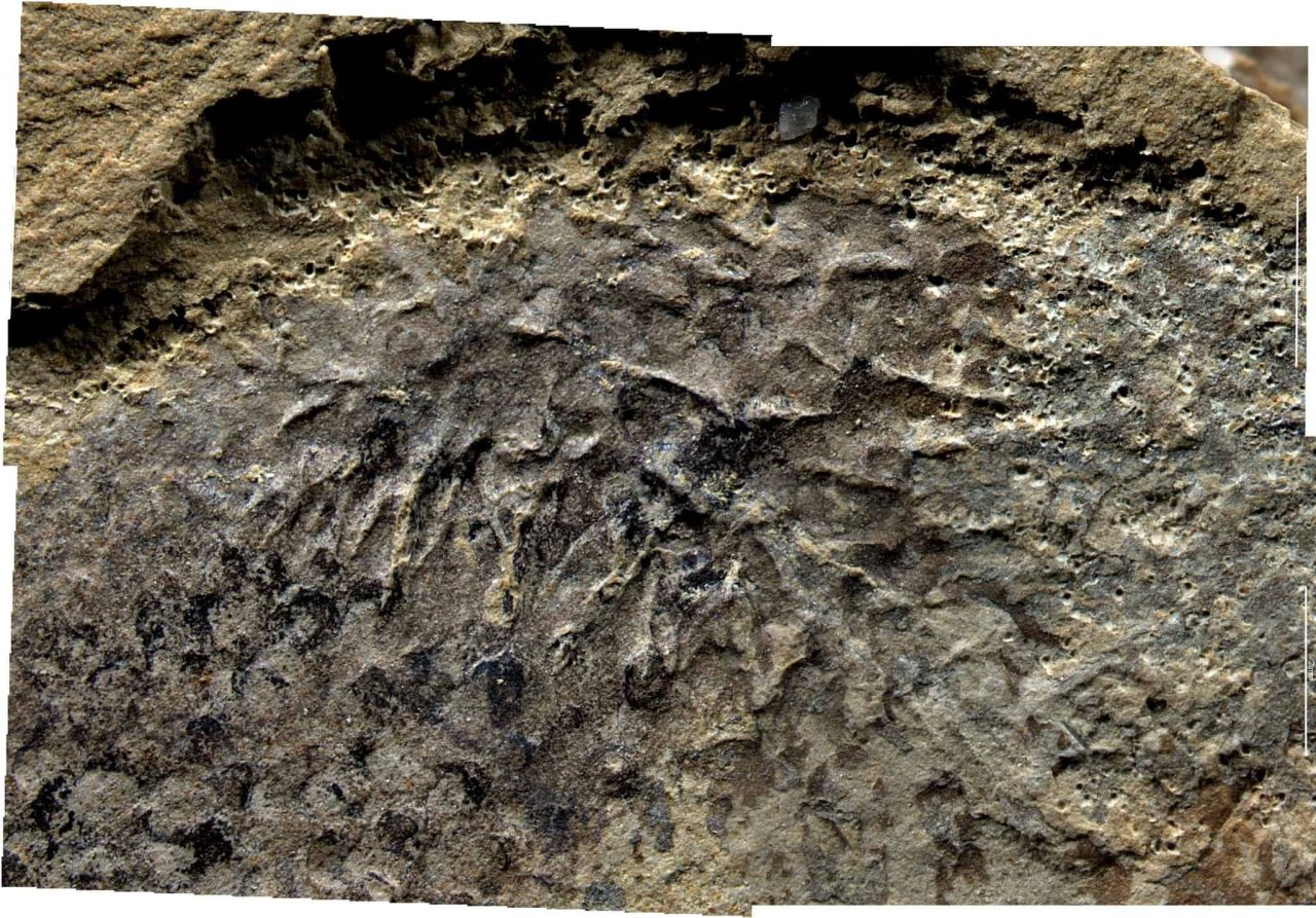 cientistas-fazem-descoberta-sobre-fossil-de-500-milhoes-de-anos