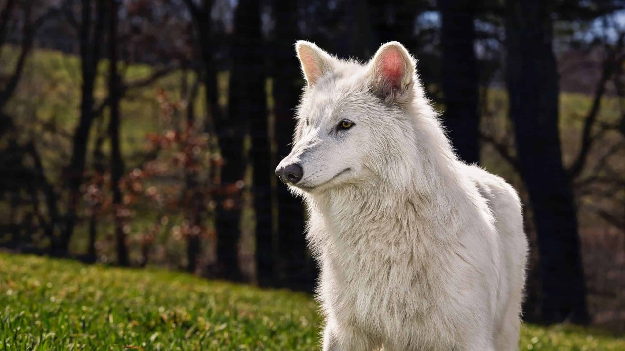 como-era-o-“lobo-terrivel”,-especie-extinta-que-foi-revivida-por-cientistas?