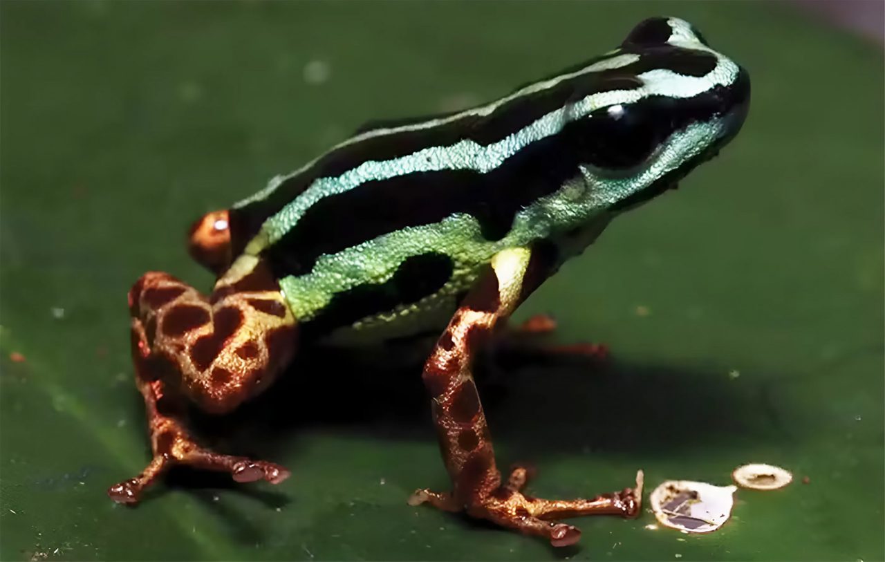 venenoso,-brilhante-e-monogamico:-conheca-o-novo-sapo-descoberto-na-amazonia