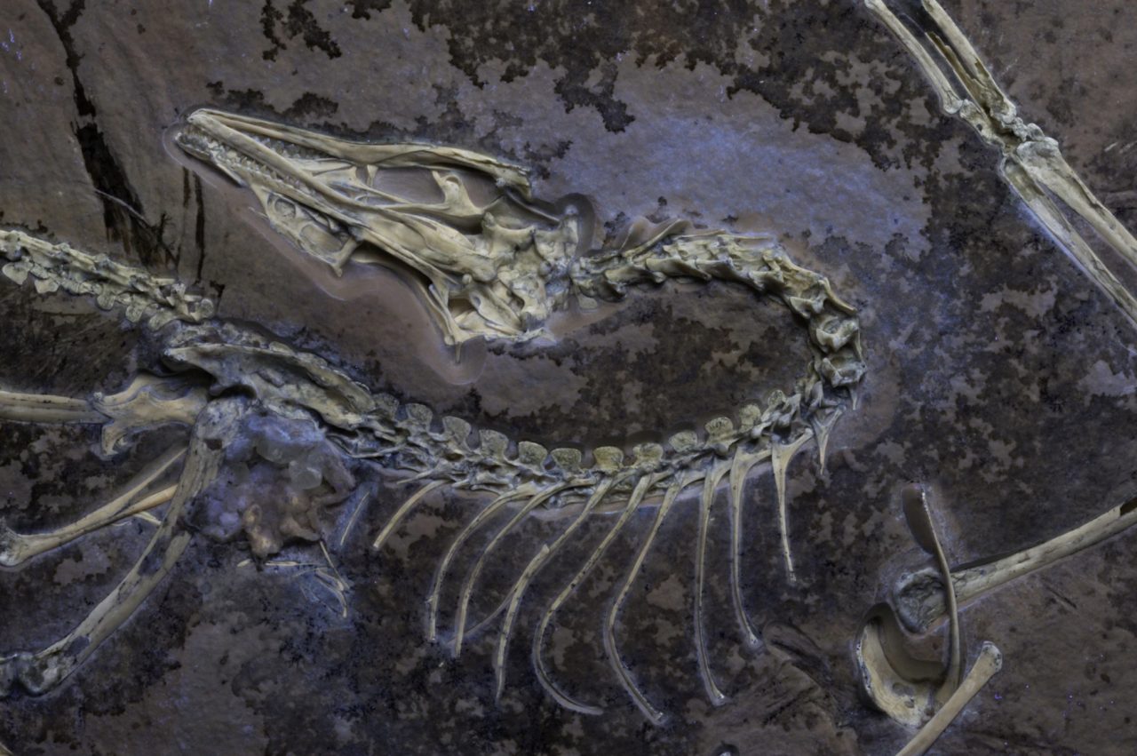 este-dinossauro-tinha-penas-e,-provavelmente,-voava-como-uma-galinha