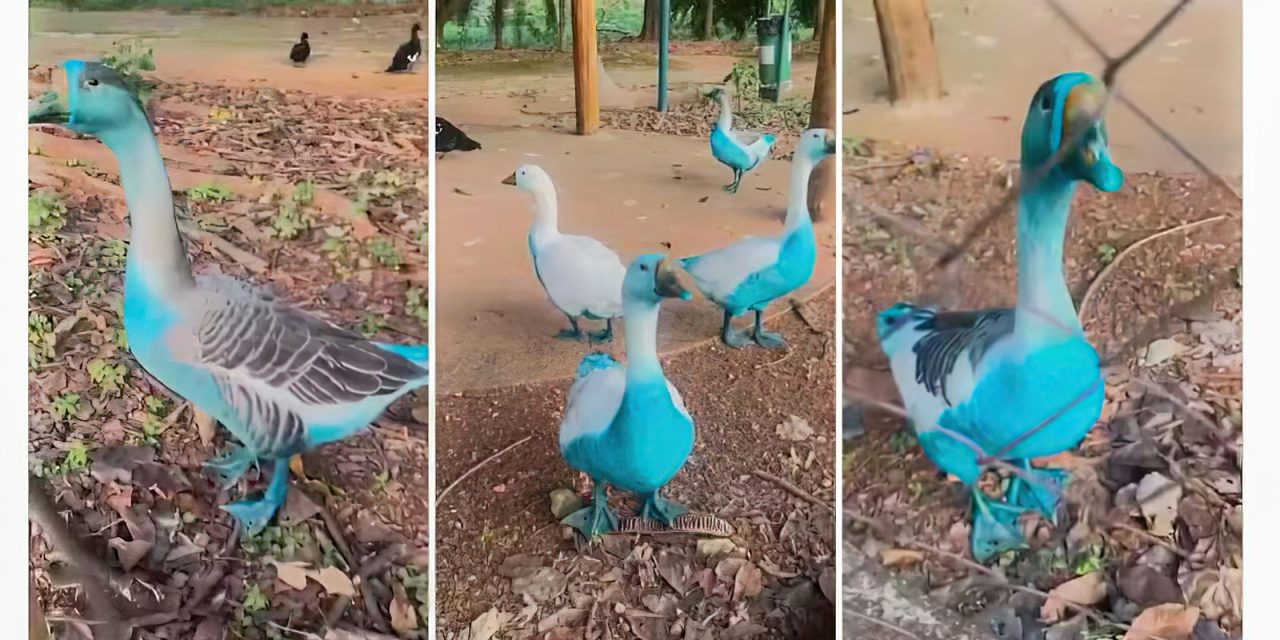 cidade-paulista-apura-vazamento-de-corante-que-tingiu-aves-em-parque