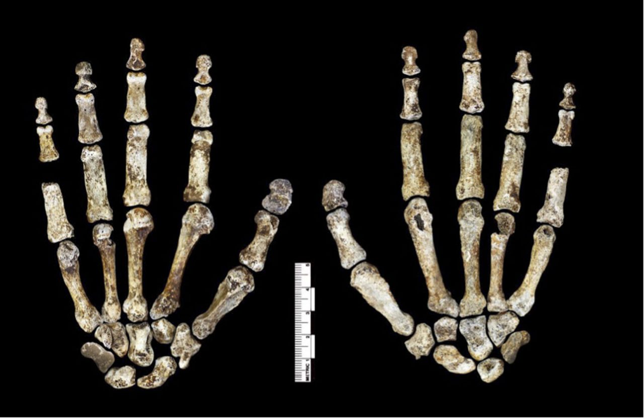 misterioso,-homo-naledi-seria-otimo-escalador,-diz-pesquisa