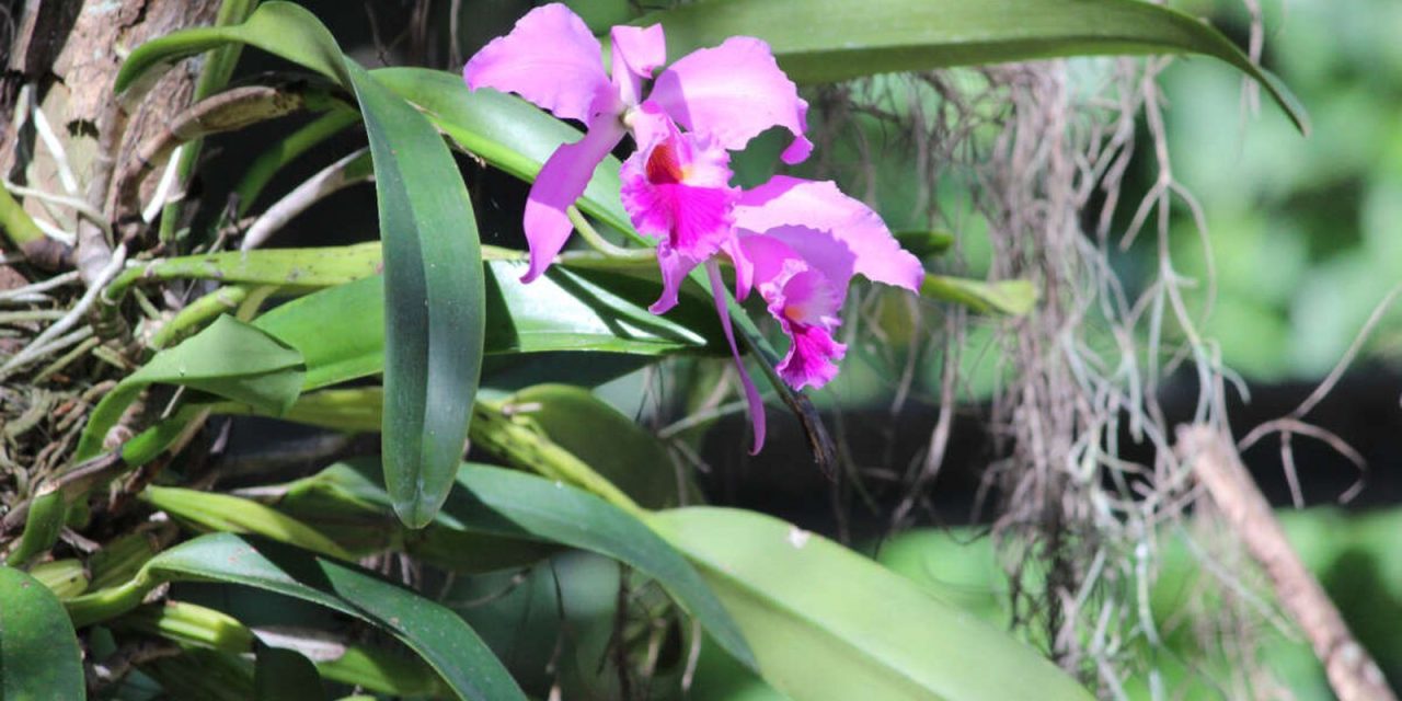 orquidea-“rainha-do-sertao”-e-reconhecida-como-simbolo-do-ceara