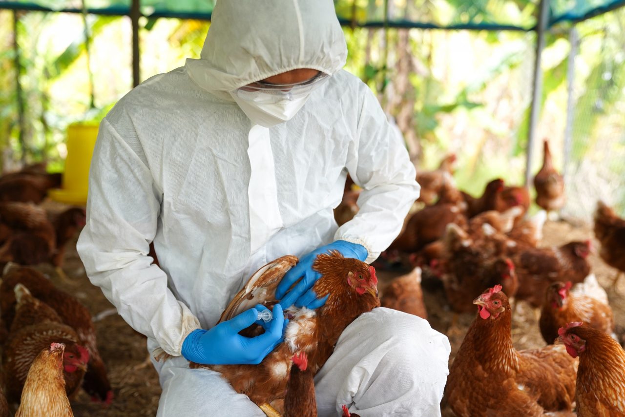 gripe-aviaria-no-brasil:-ovos-suspeitos-serao-destruidos