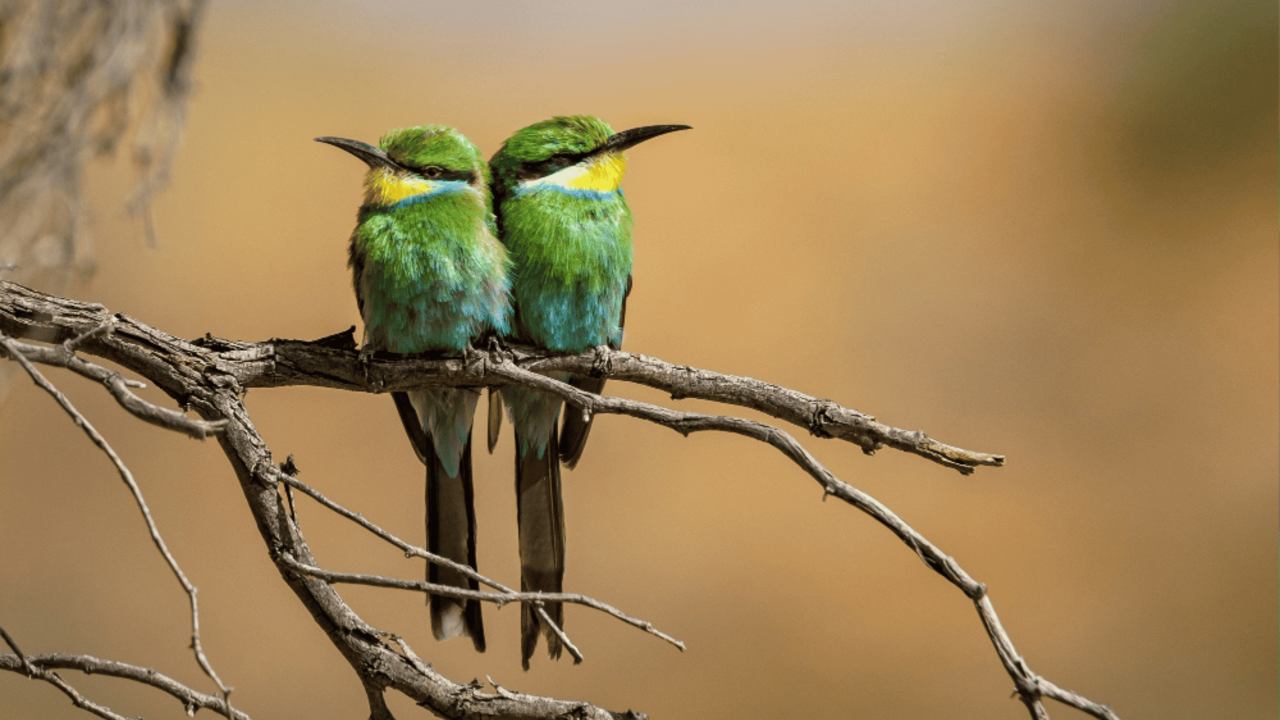 por-que-as-aves-e-crocodilos-sobreviveram-ao-asteroide,-mas-nao-os-dinossauros?