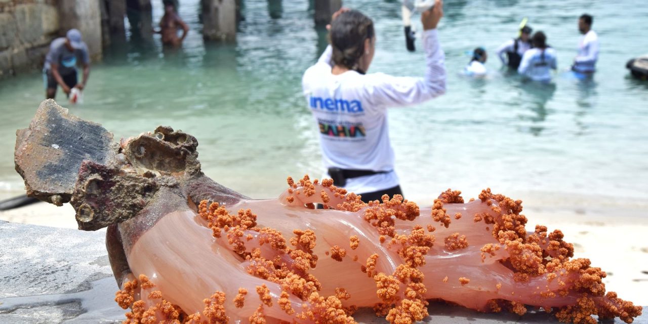 ambientalistas-se-mobilizam-para-retirada-de-coral-invasor-na-bahia