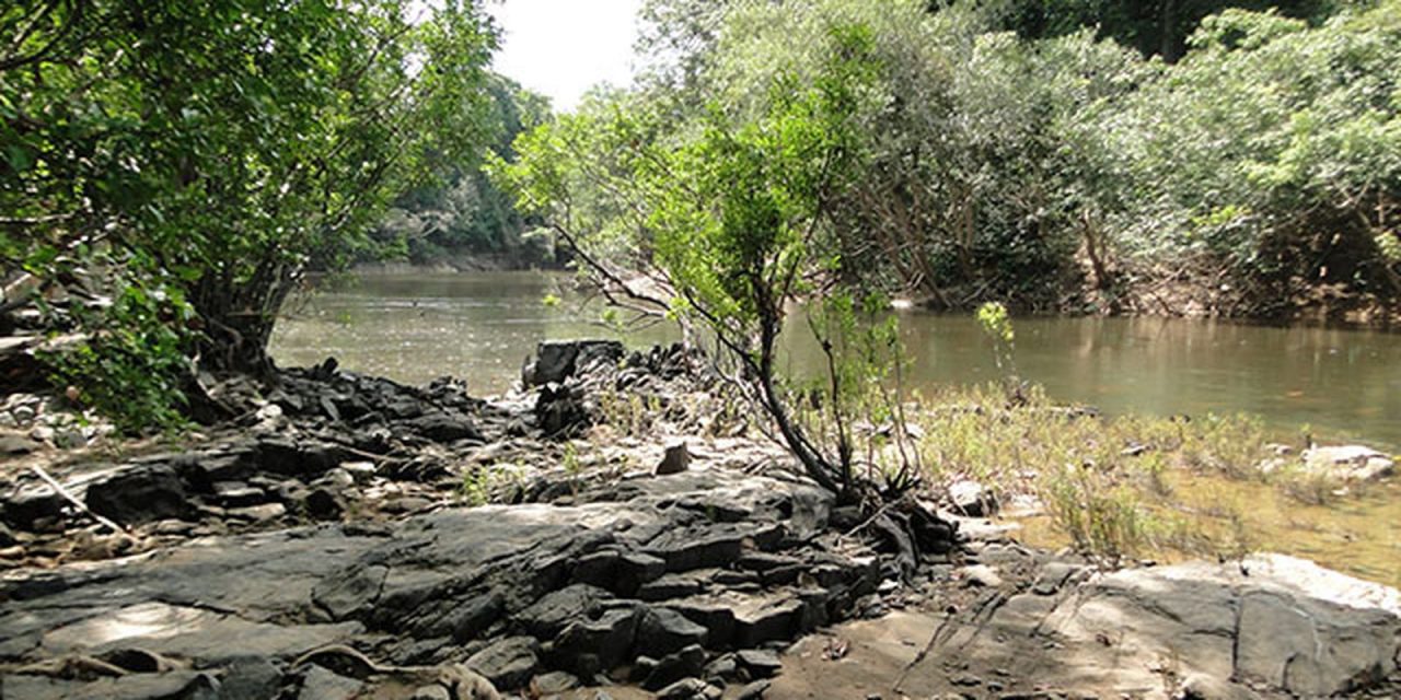governo-leiloa-concessao-de-manejo-florestal-na-b3-pela-primeira-vez