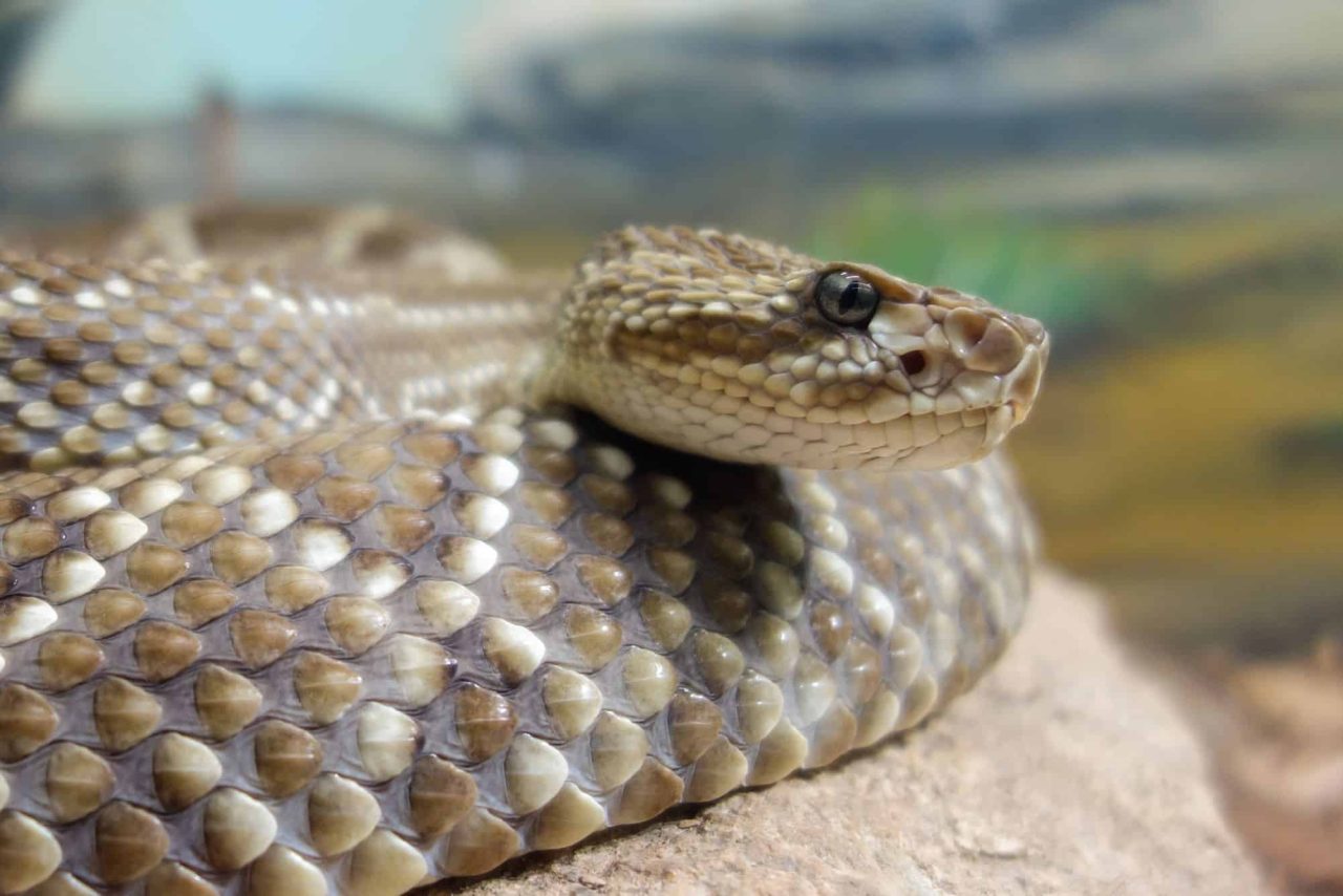 veneno-de-cascavel-poderia-tratar-cancer-de-mama,-diz-estudo-brasileiro