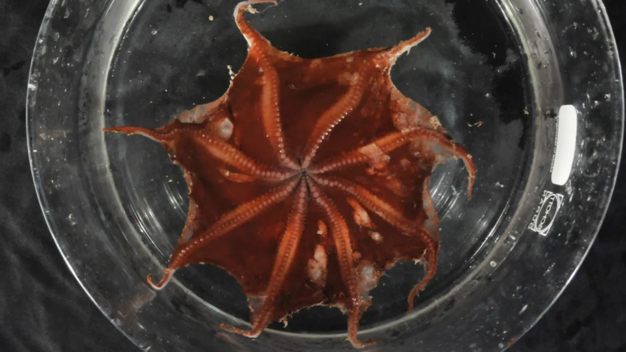 nova-especie-de-polvo-das-profundezas-e-encontrada-na-australia