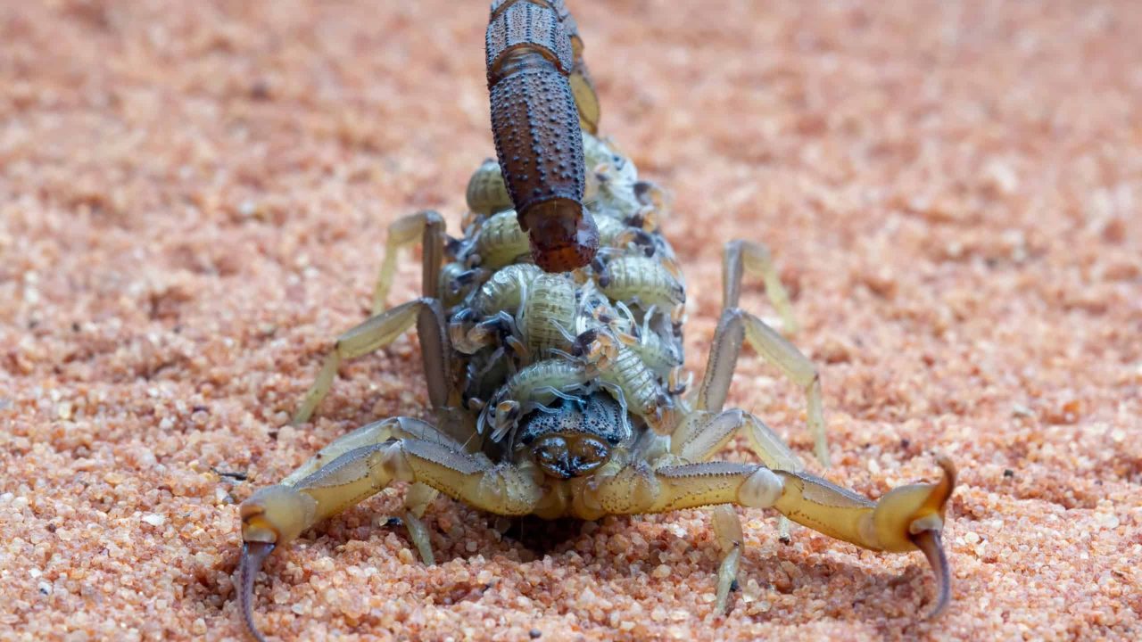 5-dicas-para-afastar-escorpioes-e-proteger-sua-familia