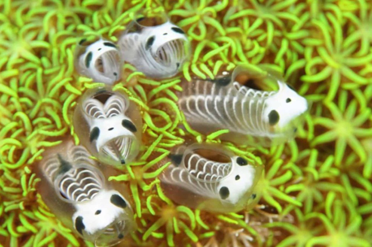 panda-esqueleto-do-mar:-especie-surpreende-cientistas-com-caracteristicas-unicas