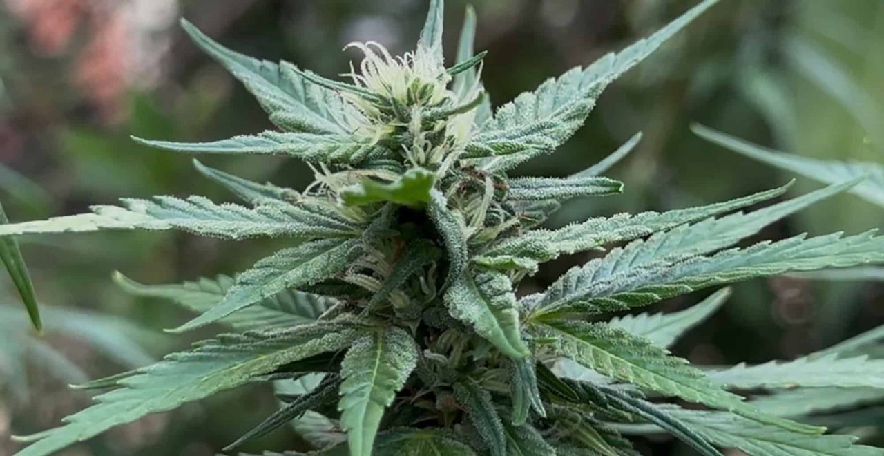 especialistas-propoem-dezenas-de-alteracoes-as-regras-de-uso-medicinal-da-cannabis-a-anvisa