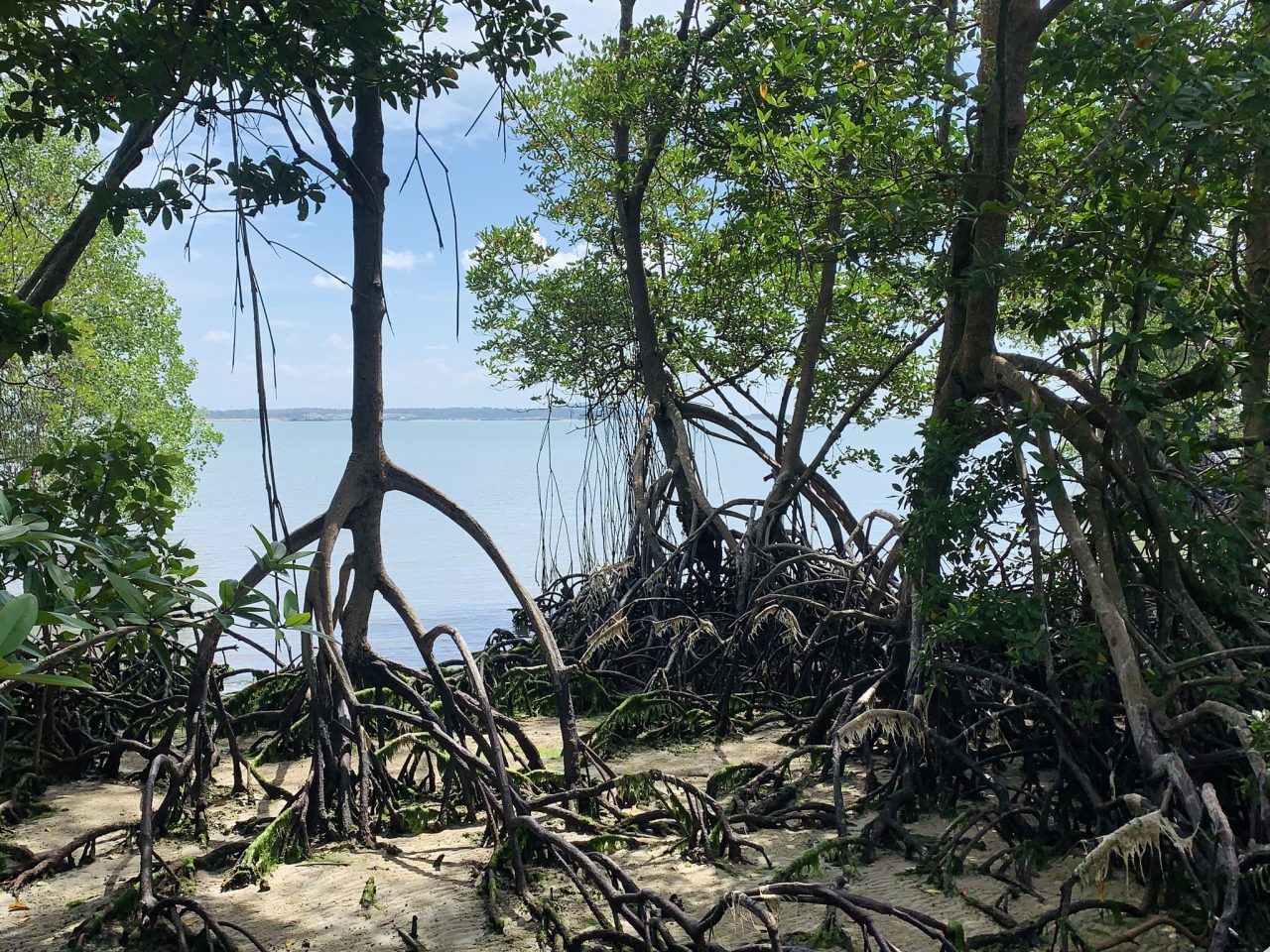 bioma-esta-ameacado-por-el-nino-e-la-nina