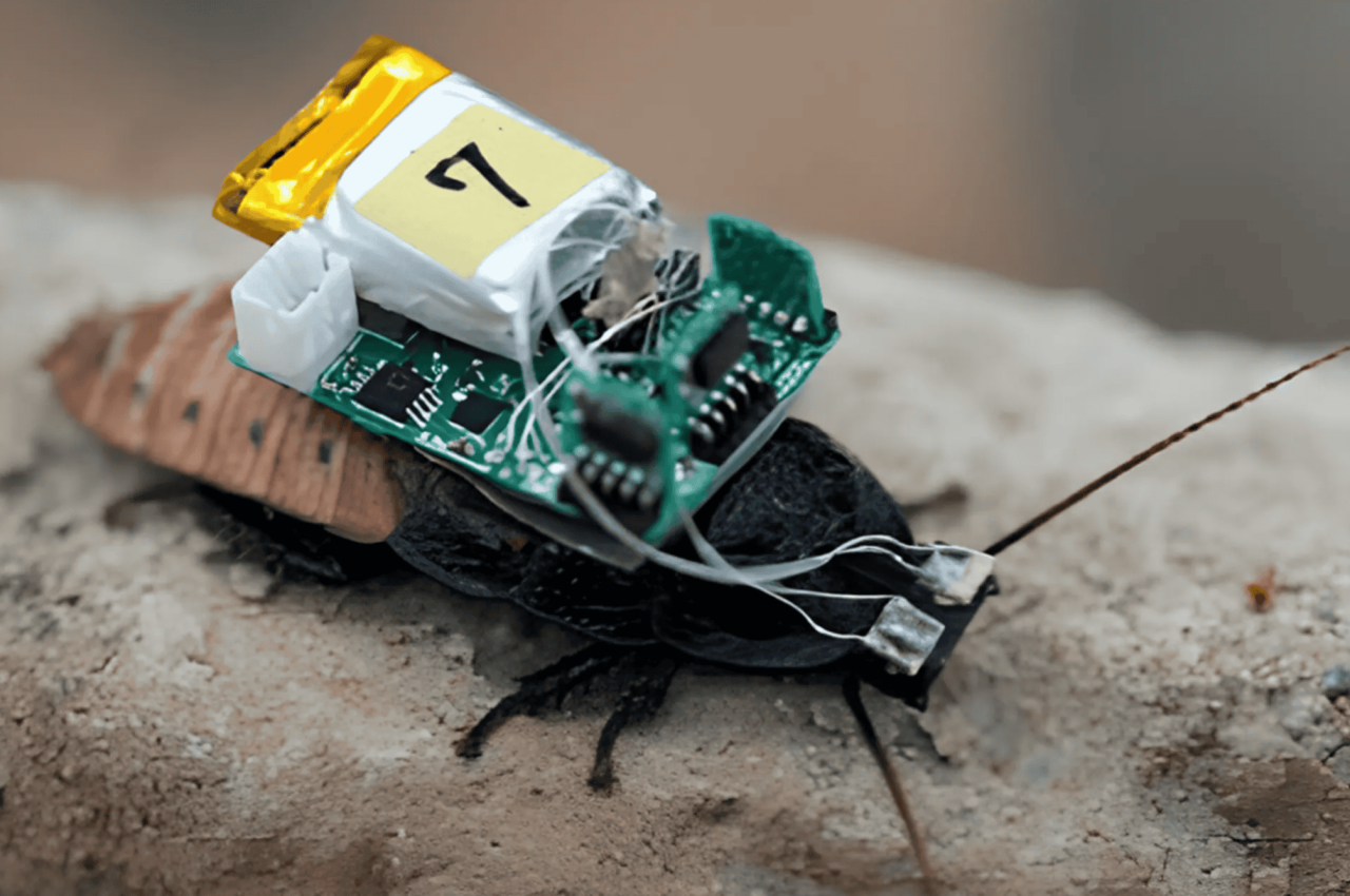 barata-ciborgue:-cientistas-controlam-inseto-com-um-capacete