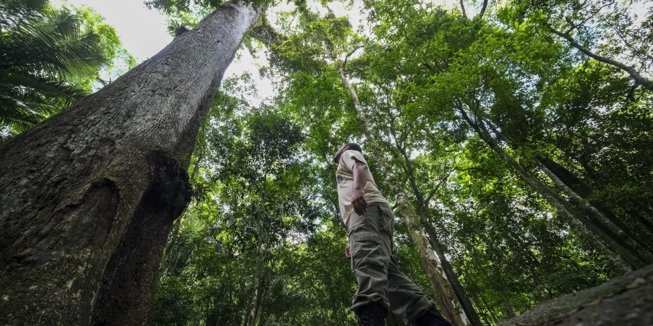 caminhos-da-reportagem-mostra-resgate-de-frutas-da-mata-atlantica
