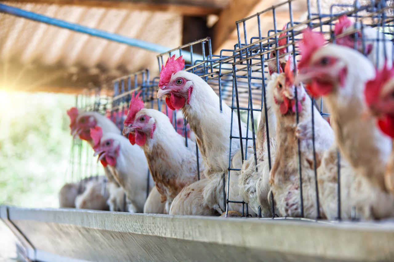 camara-aprova-urgencia-de-projetos-para-crise-da-gripe-aviaria