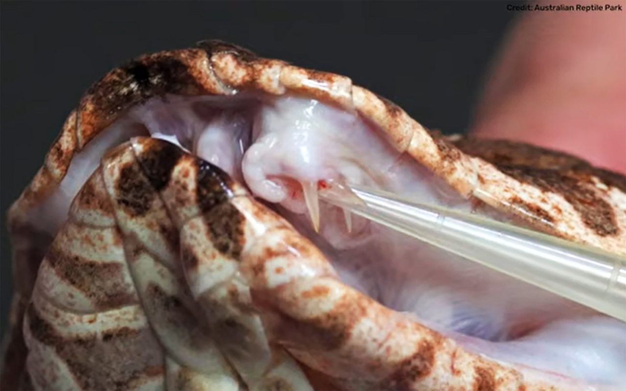 presa-extra-faz-cobra-da-morte-rara-produzir-mais-veneno