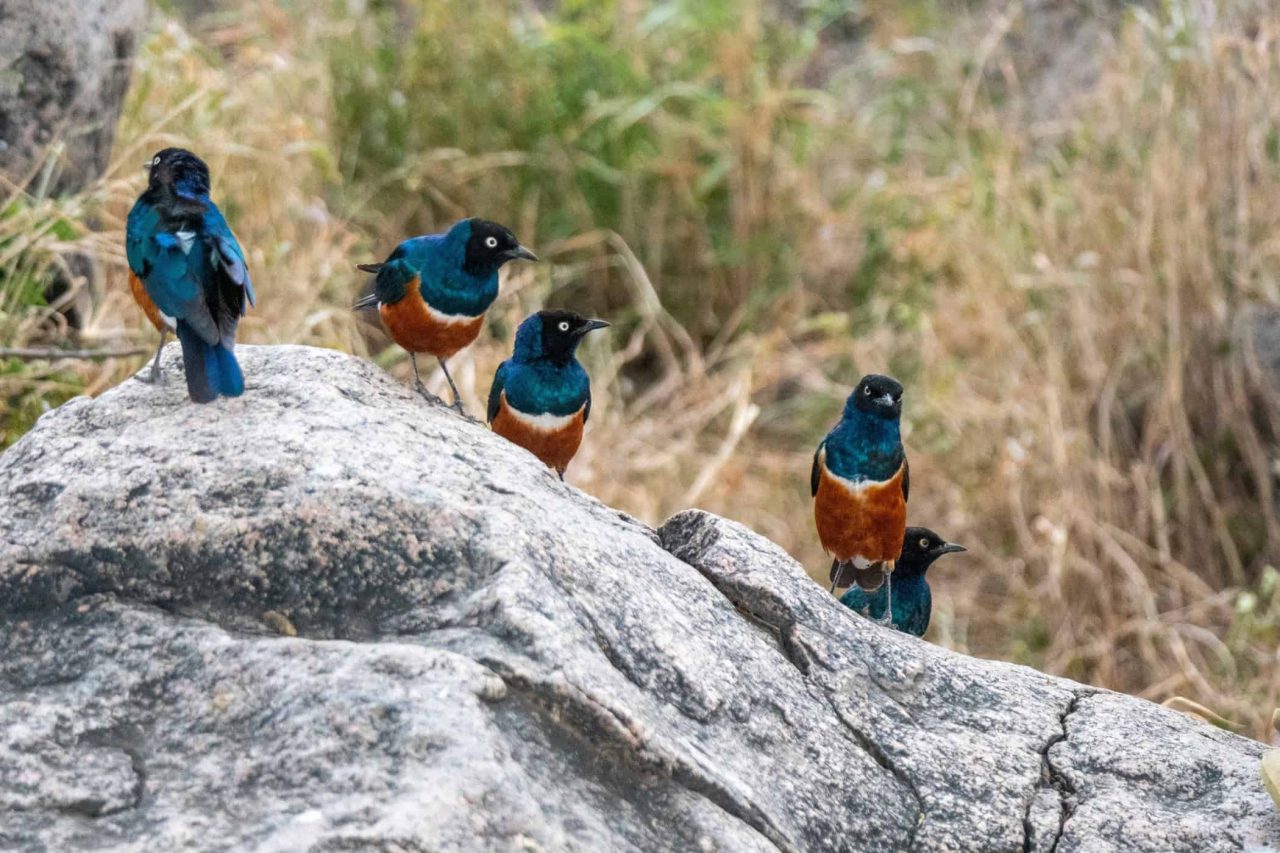 animais-tambem-podem-ter-amizades,-revela-estudo