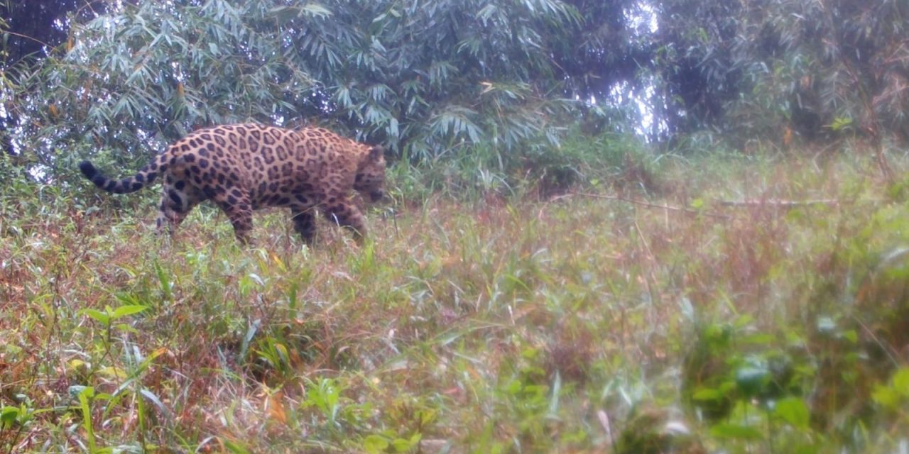 projeto-do-icmbio-mapeia-23-genomas-com-detalhamento-sobre-especies